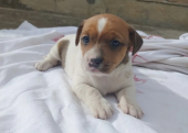 Orijinal Jack russel bebekler